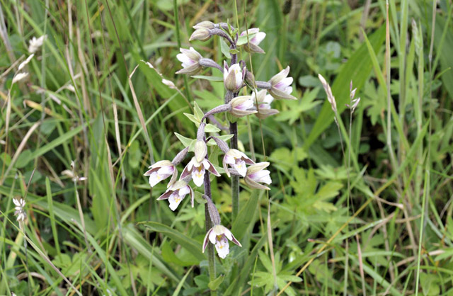 marsh helleborine, ynyslas