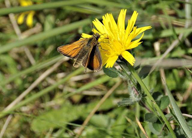 skipper butterfly