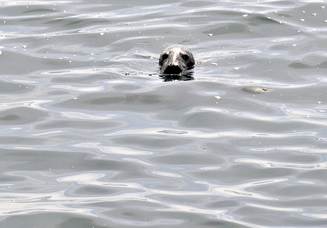 Seal at Penrhyn Mawr