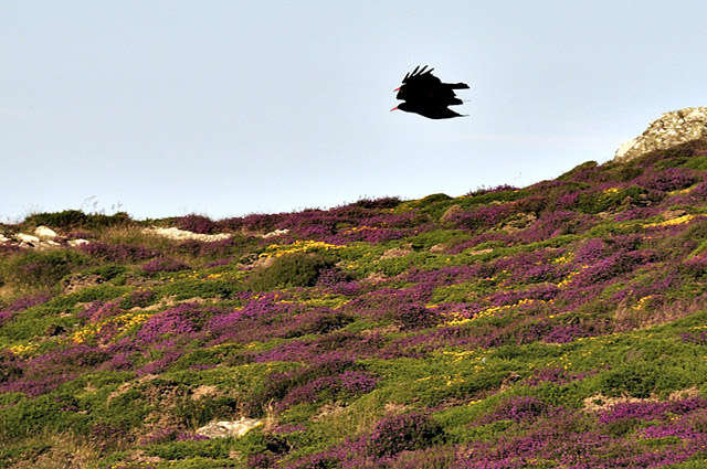 Choughs