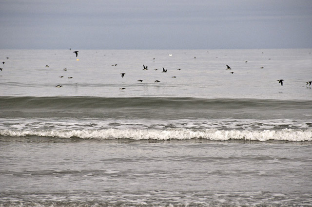 Shearwaters at Ynyslas