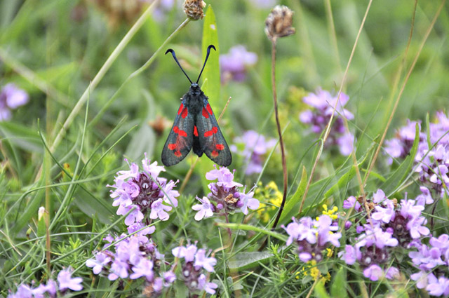 six-spotted burnet moth