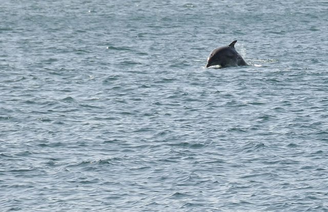 Dolphin near Aberdaron