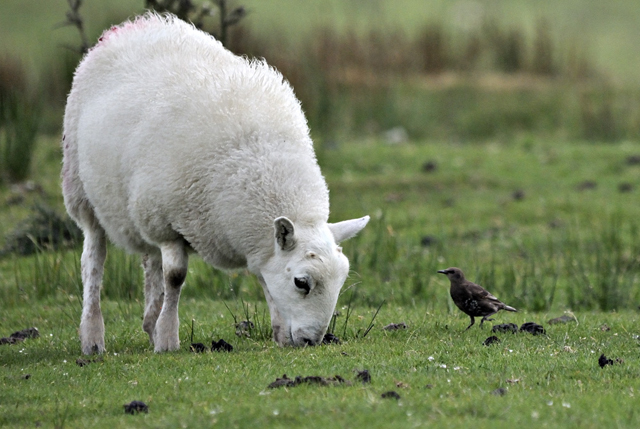 lamb and
                      starling