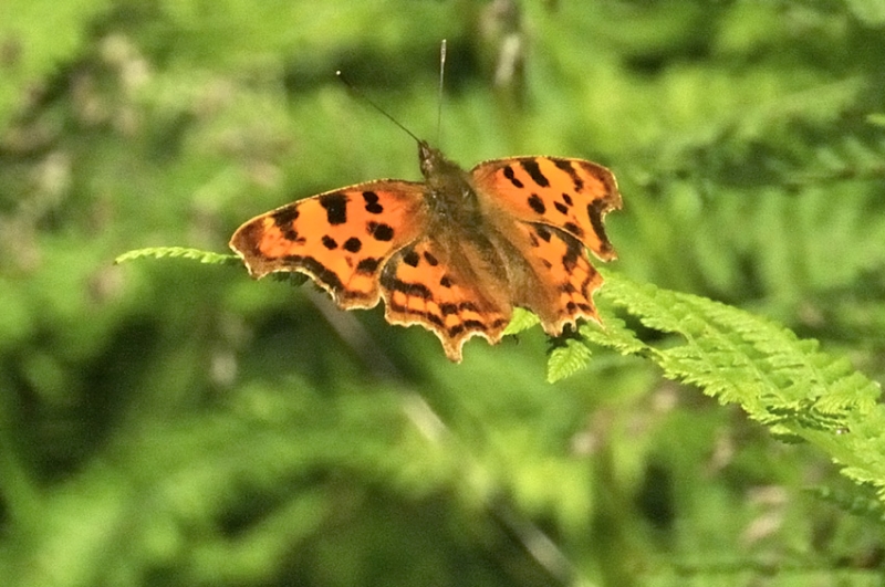 Comma