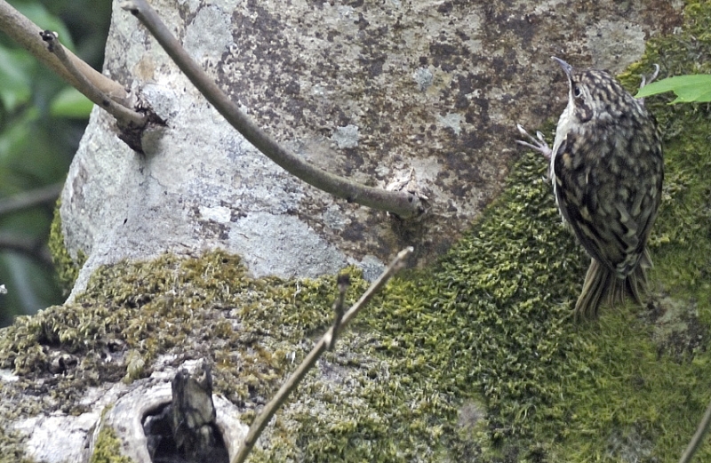 Tree creeper