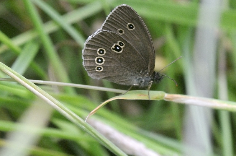 Ringlet