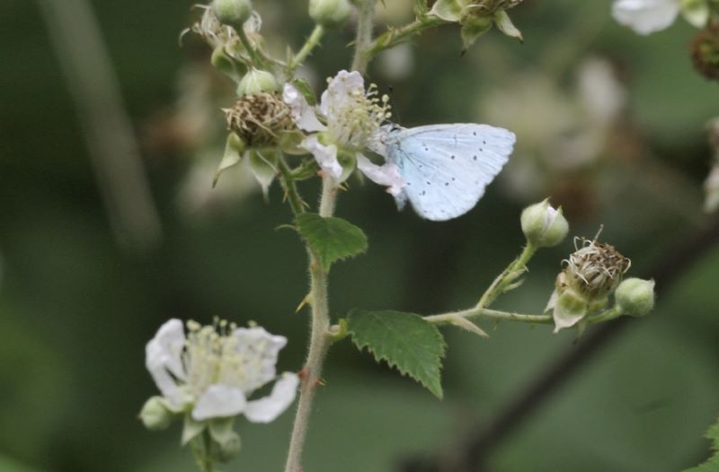 Holly blue