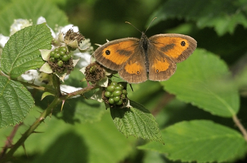 Gatekeeper