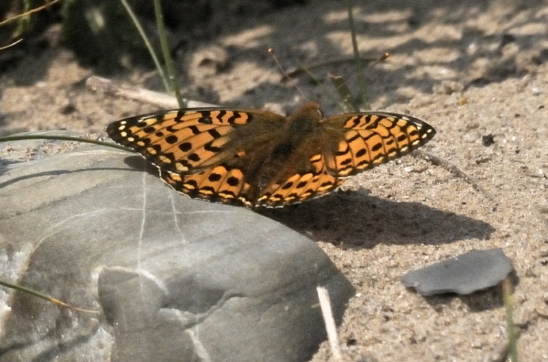 Dark Green
                  Fritillary