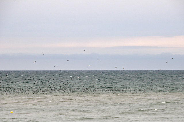 Shearwaters and gannets, Borth