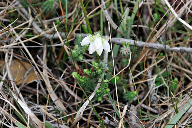 White bell-heather