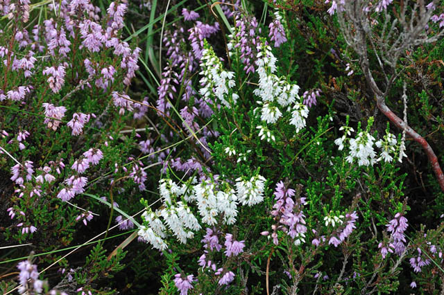 White heather, Glaslyn