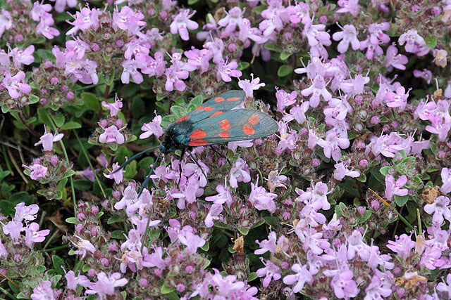 Wild thyme and burnet moth