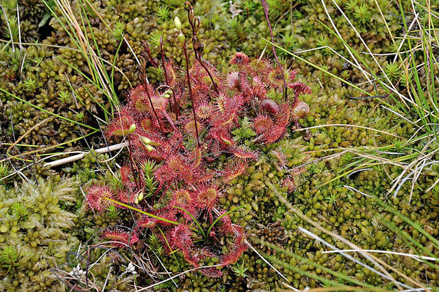 Sundews, Glaslyn