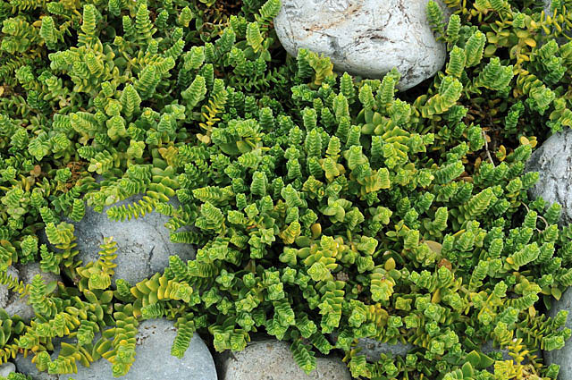 Sea sandwort