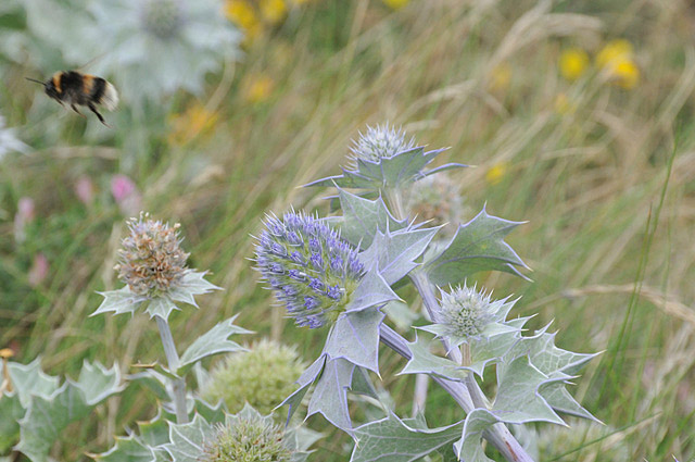 Sea Holly and bumblebee