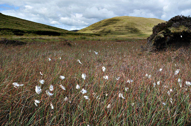 Cottongrass, Hengwm