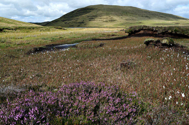 Heather, Hengwm