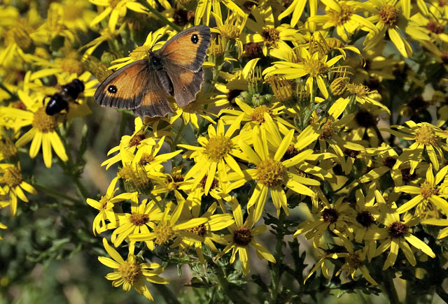 gatekeeper butterfly, ynyslas