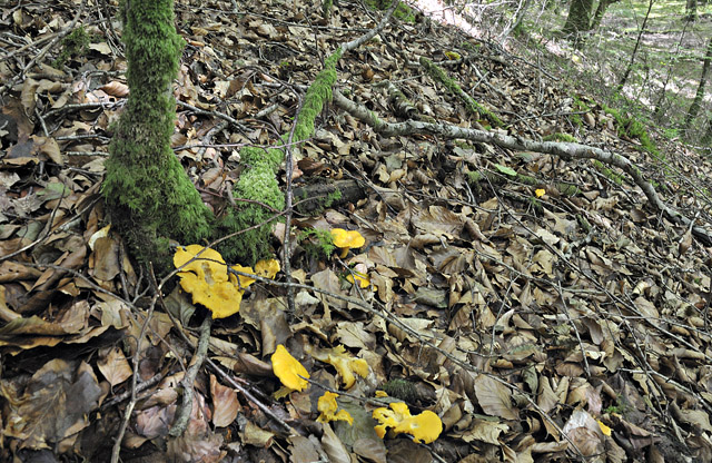 first chanterelles 2012