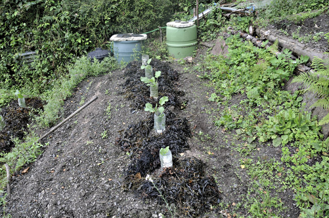 broccoli protection - seaweed