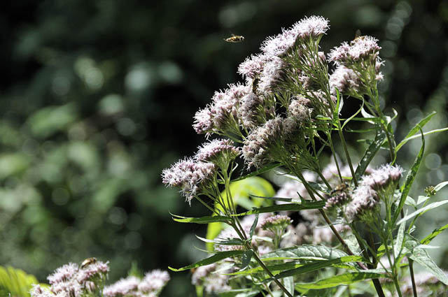 hoverflies