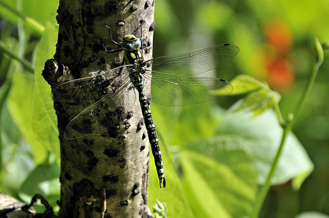 southern hawker dragonfly