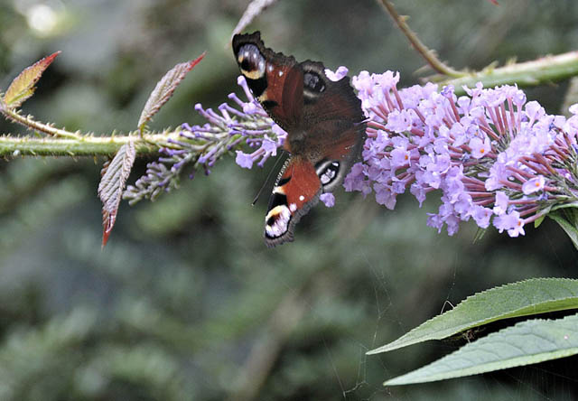 Peacock butterfly