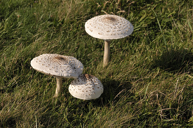 Parasol mushrooms