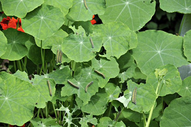 nasturtiums - cabbage white decoy