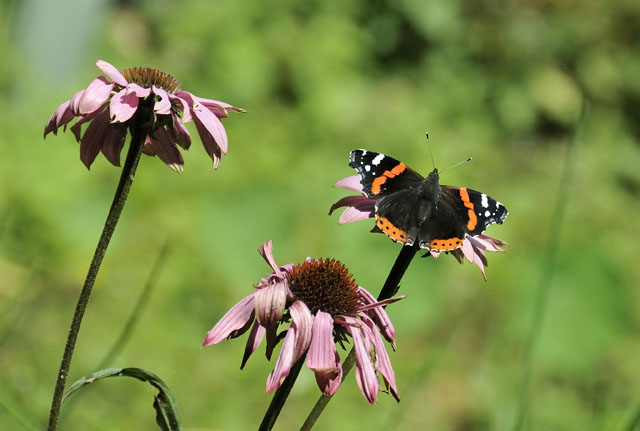 red admiral