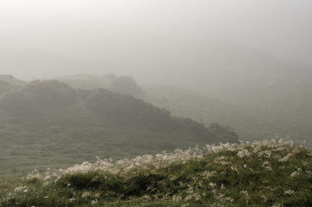 in the thick fog