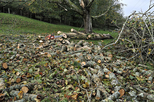 Getting the winter firewood in