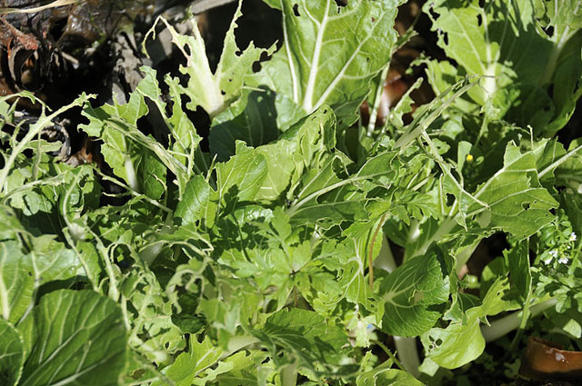 pak choi