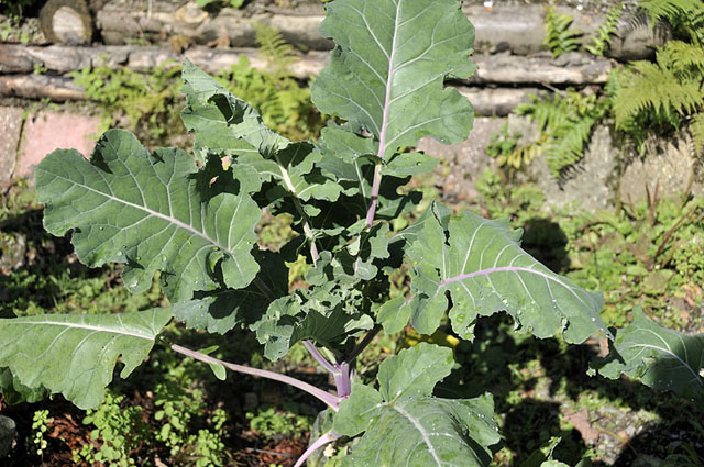 broccoli