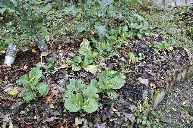 pak choi