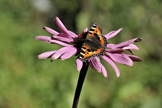 tortoiseshell