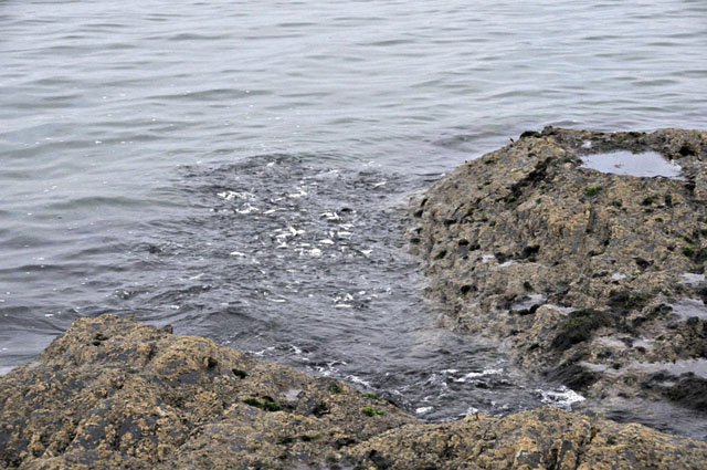 mackerel feeding frenzy