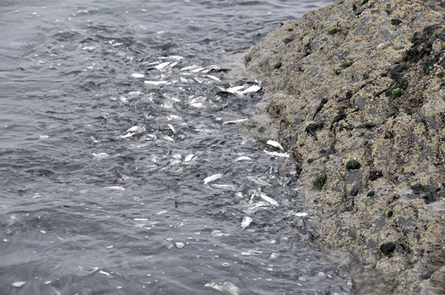 mackerel feeding frenzy