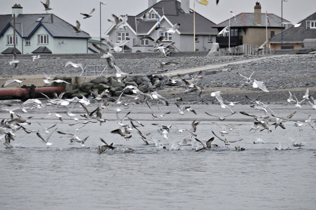 seabird feeding frenzy