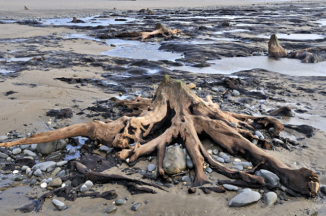 Pines in submerged forest, Borth