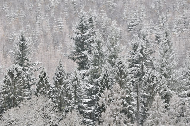 Conifers and snow