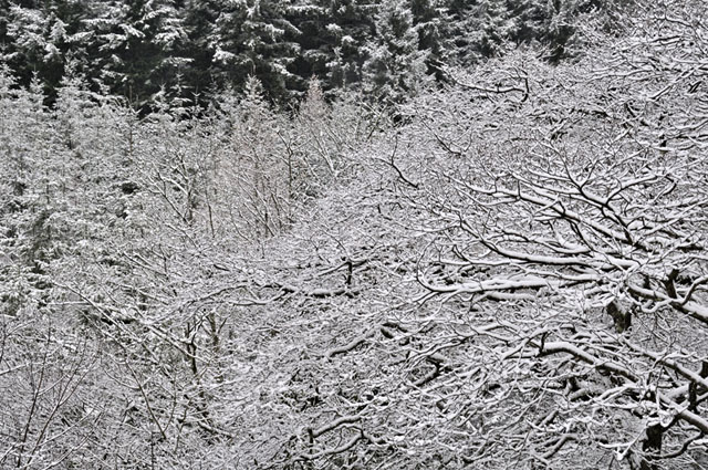 Snow on trees, Llyfnant Valley