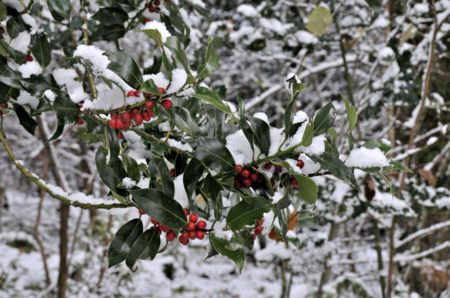 Holly and snow, Llyfnant Valley