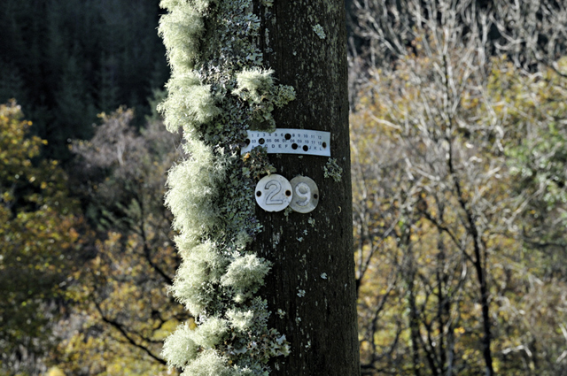 Cwm Llyfnant