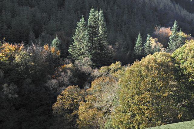 Cwm
                          Llyfnant