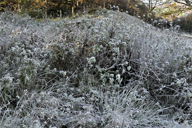 hoar frost