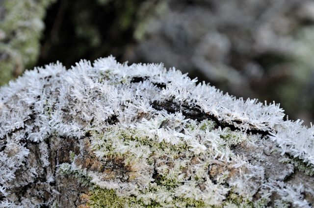 hoar frost