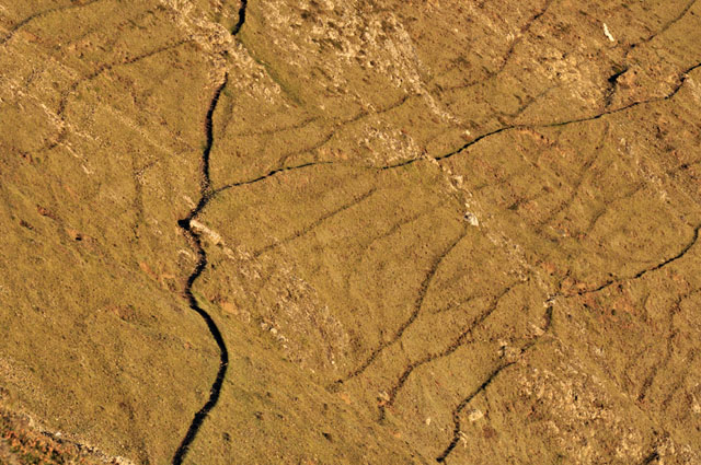 sheeptracks